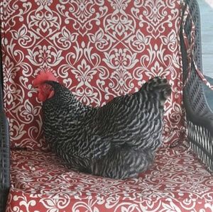 Meet your Posher, Sally